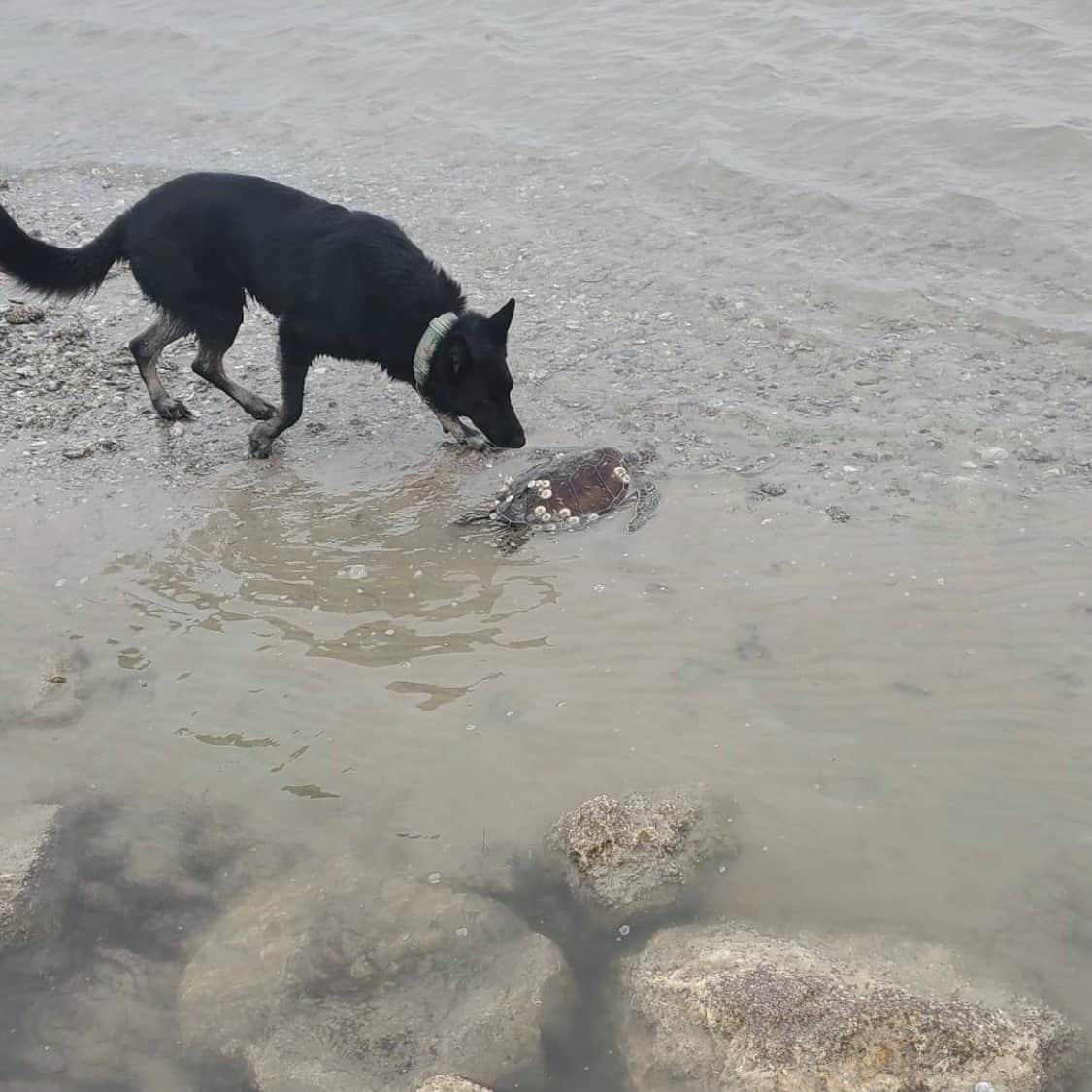 dog in water with turtle