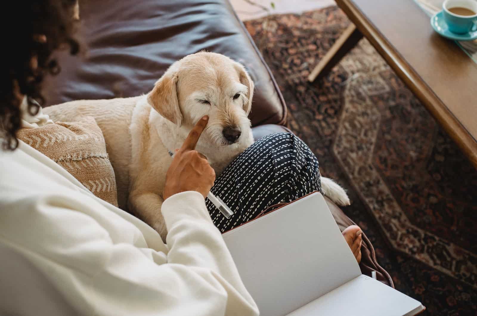 dog in woman's lap