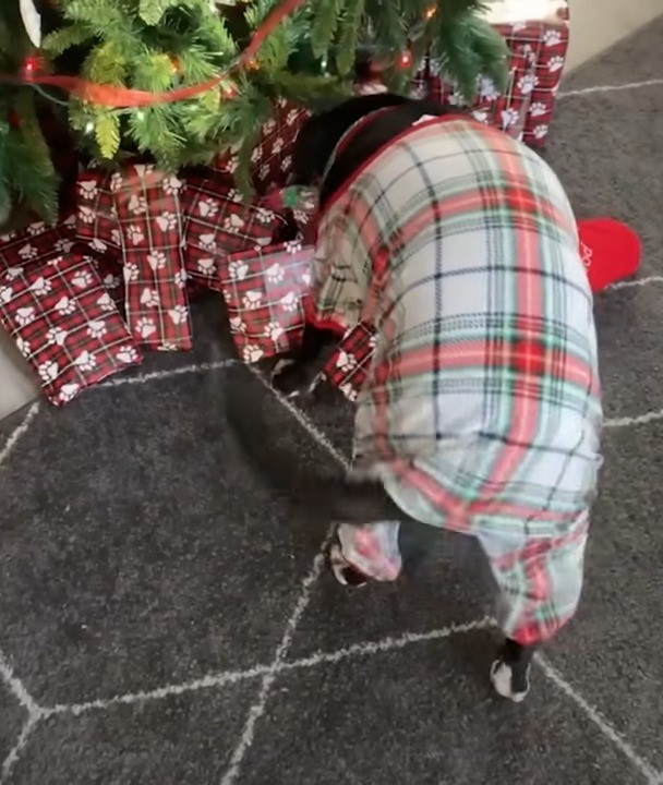 dog in Xmas clothes