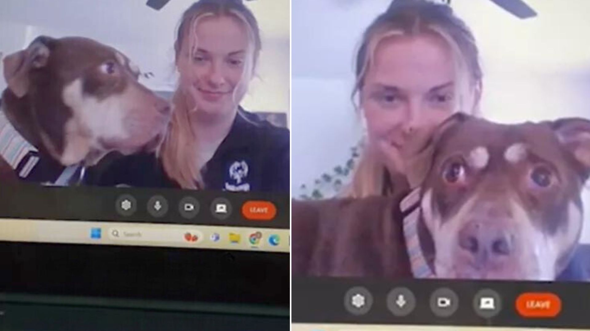 Dog Interrupts Her Owner’s Online Therapy Session Because She’s Got Bigger Problems