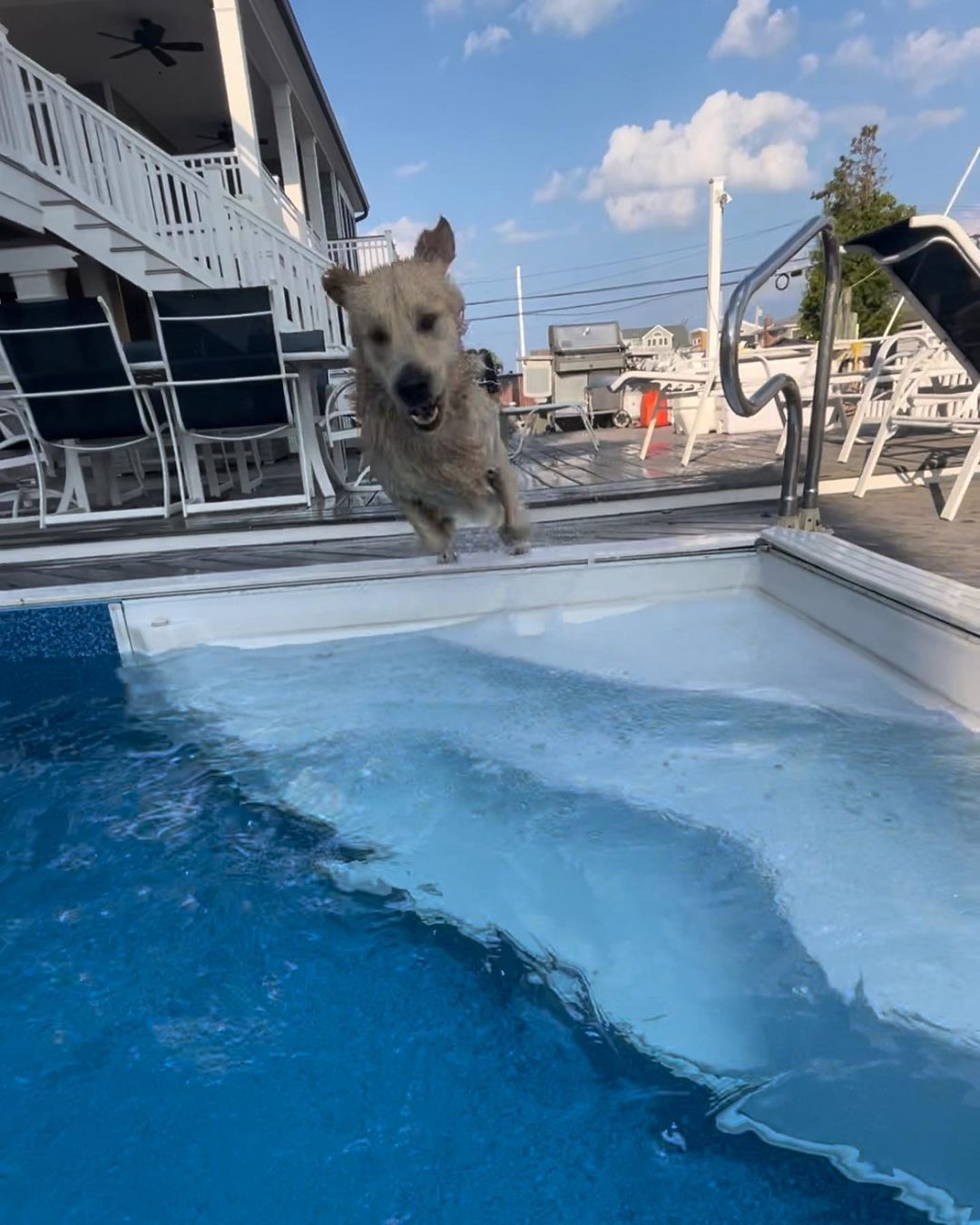 dog jumping in the pool