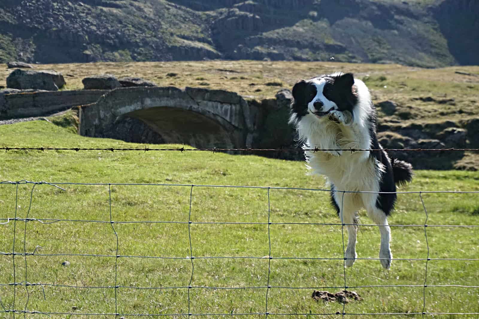 dog jumping over fence