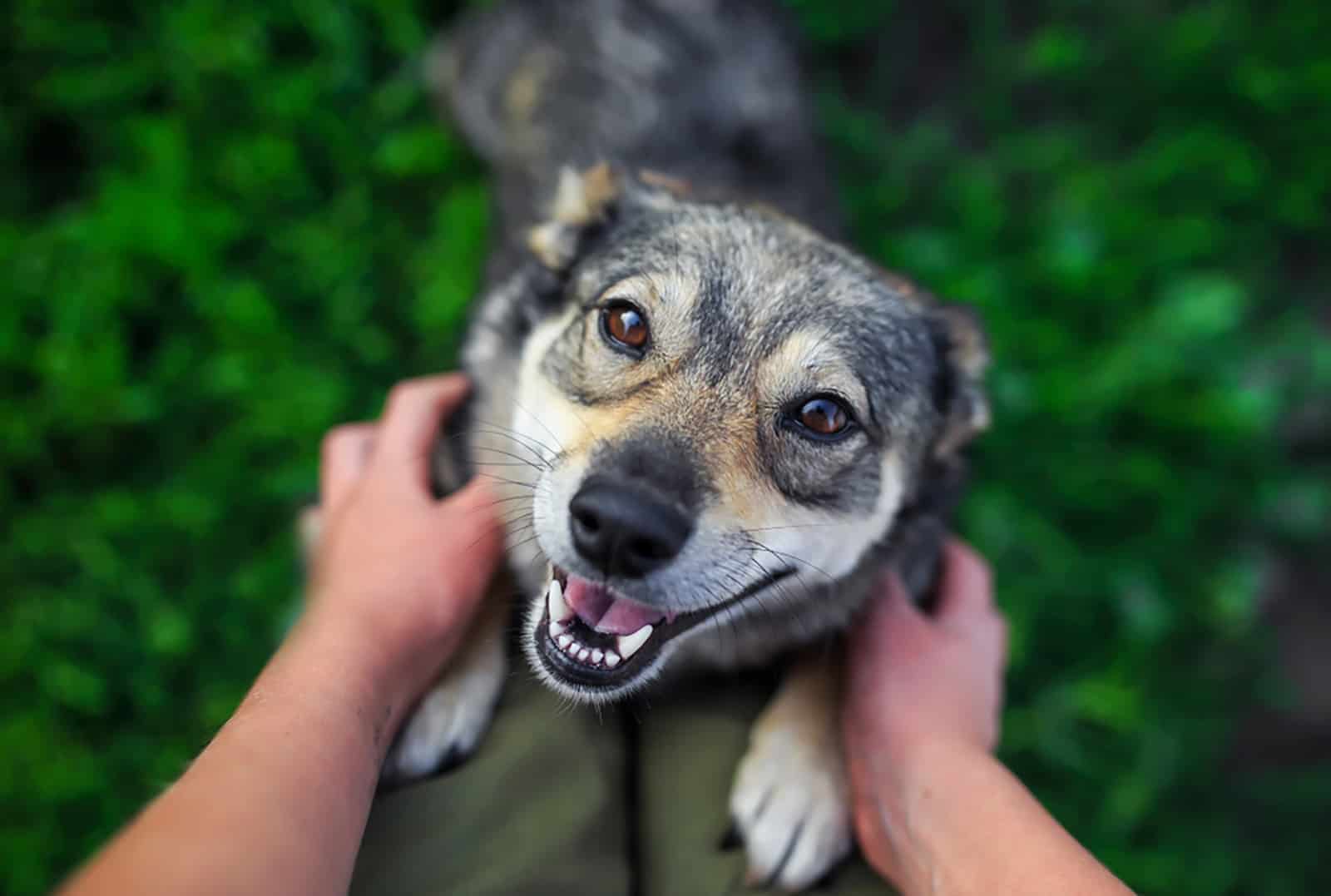 dog jumps paws on the legs of a man outdoors