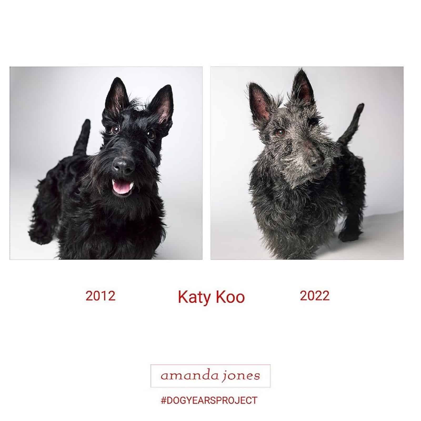 dog Katie Koo through years