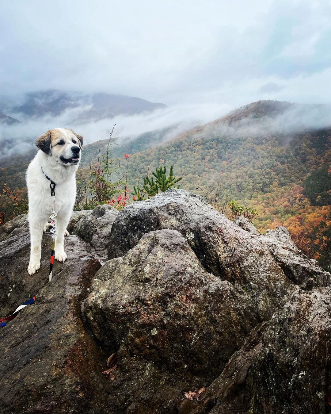 dog kora standing on top of the mountain
