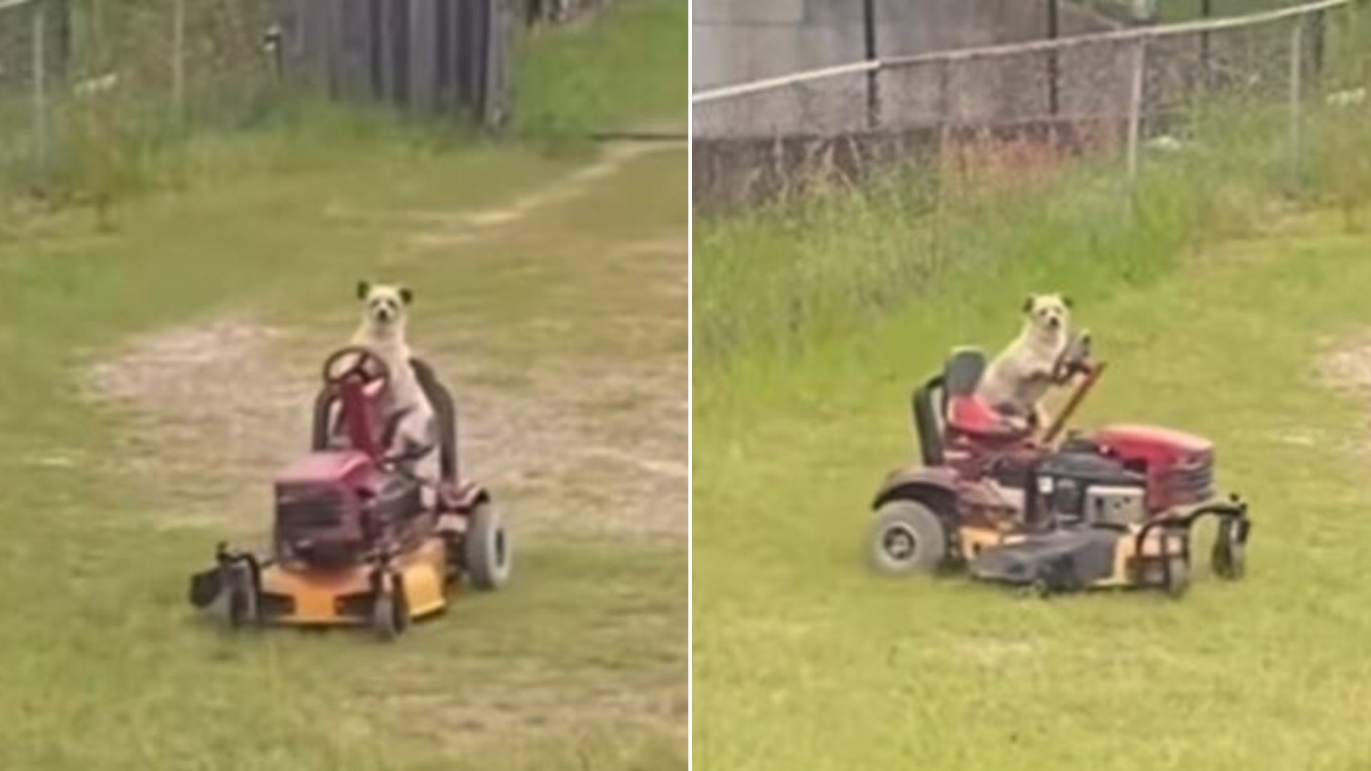 Man Was In A Disbelief When He Saw Who Was Mowing The Lawn