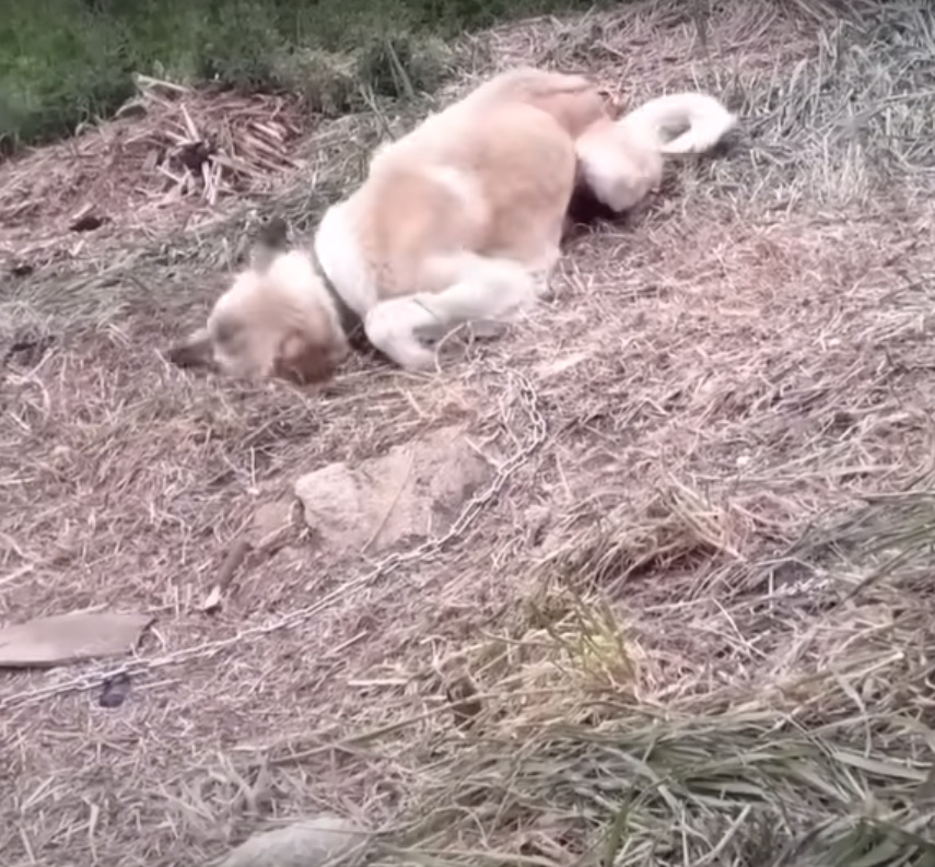 dog laying on the ground alone