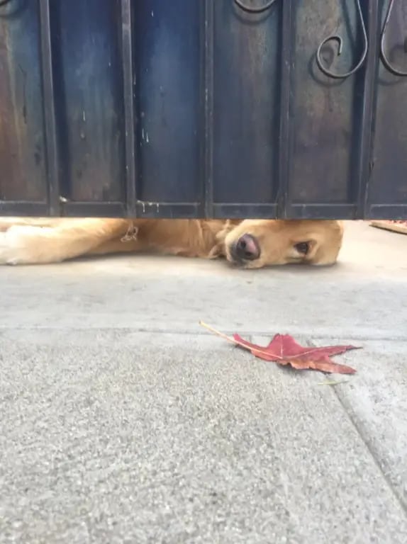 Dog laying behind the fencegate