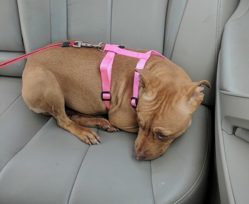 dog laying down on the back seat