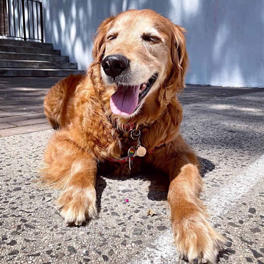 Dog laying down on the sun