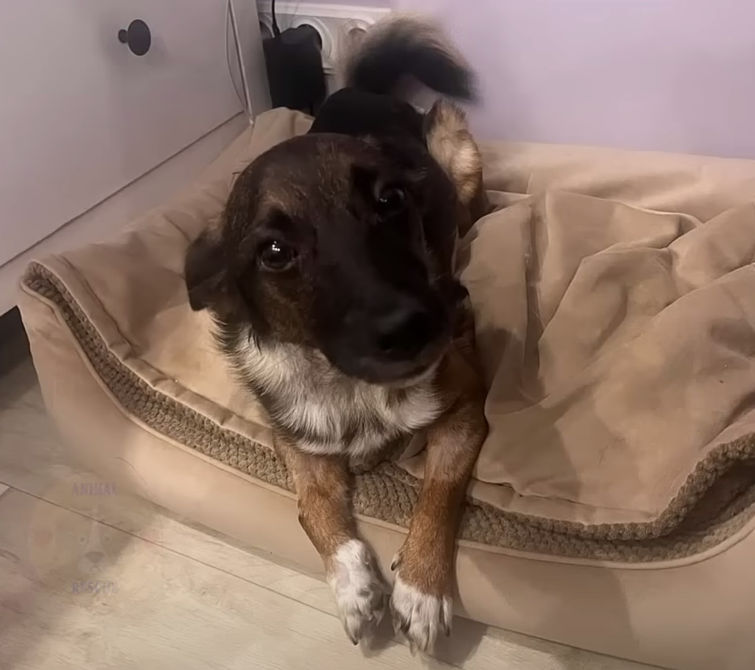 dog laying in a dogs bed