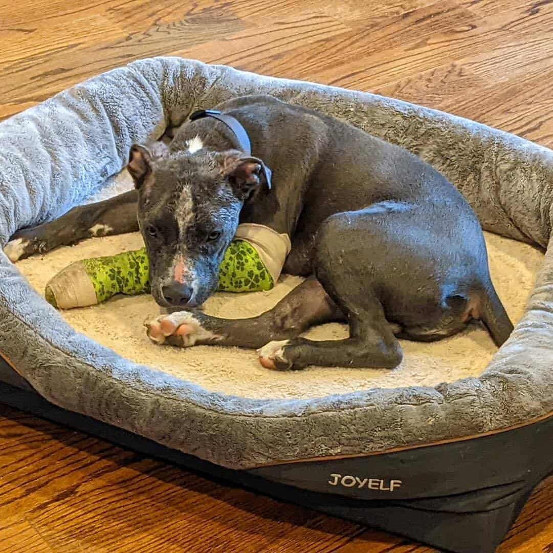 dog laying in his bed