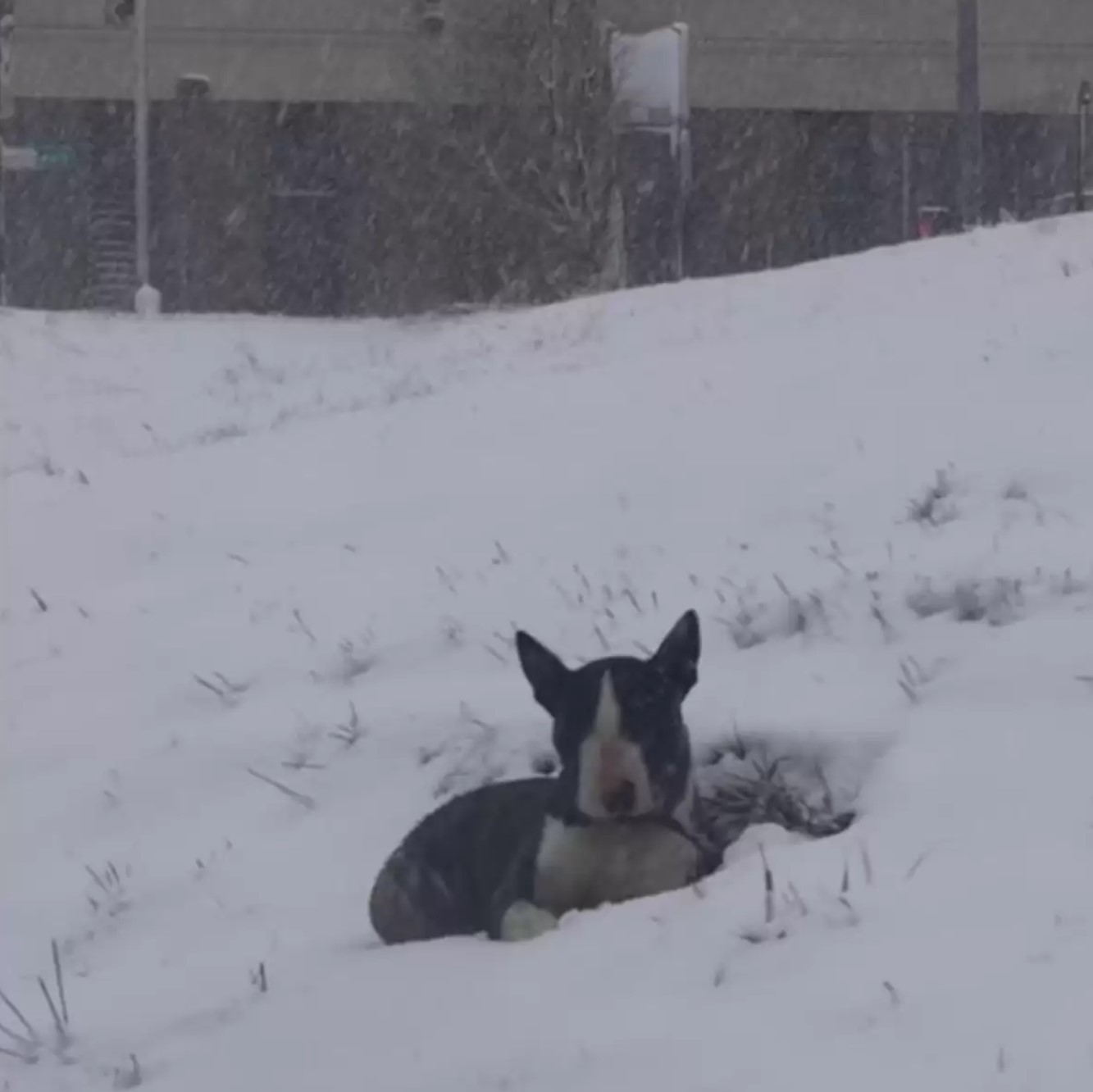 dog laying in snow