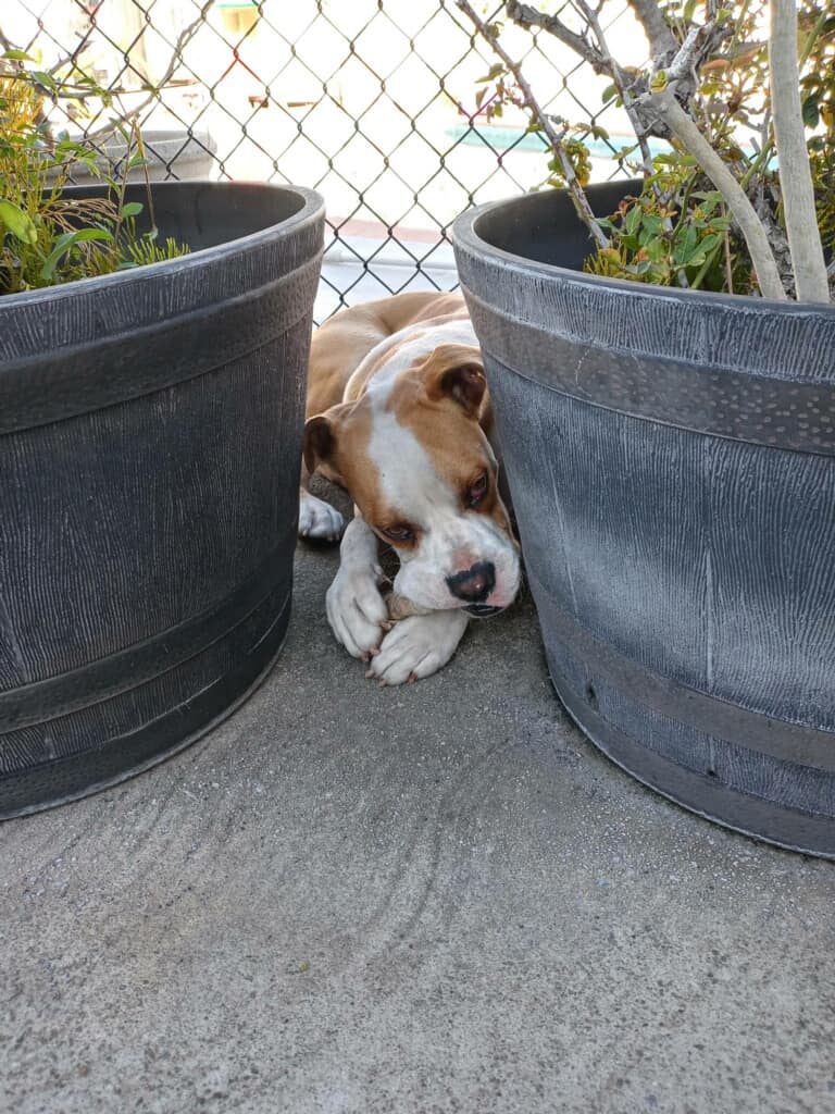 dog laying near two pots