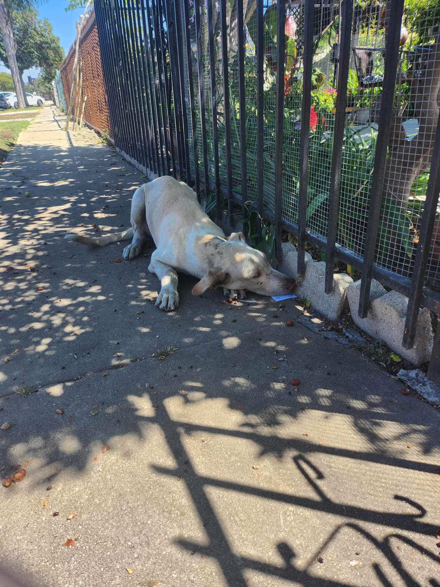 dog laying next to park