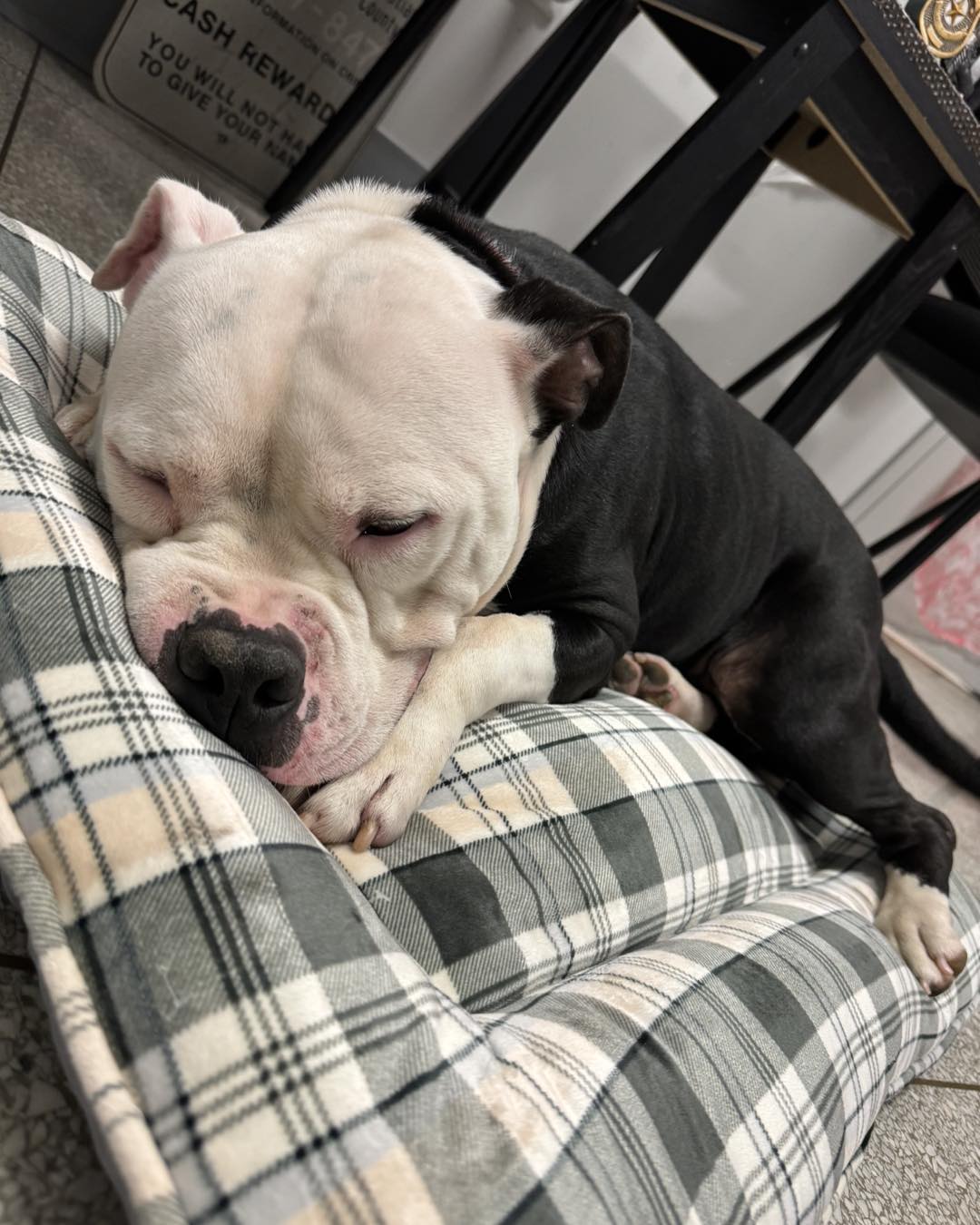 dog laying on a blanket