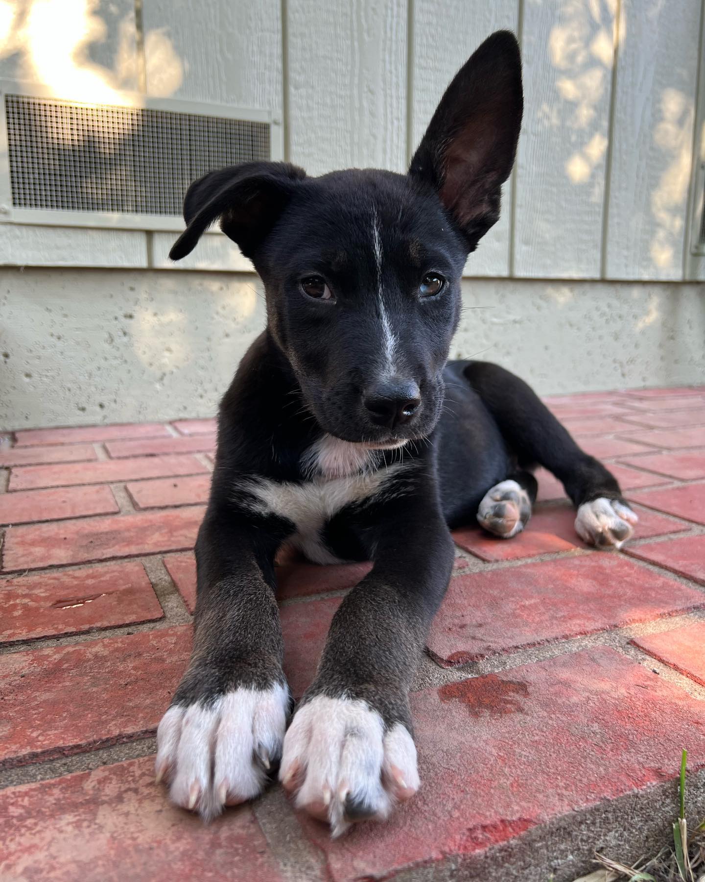 dog laying on a brick floor