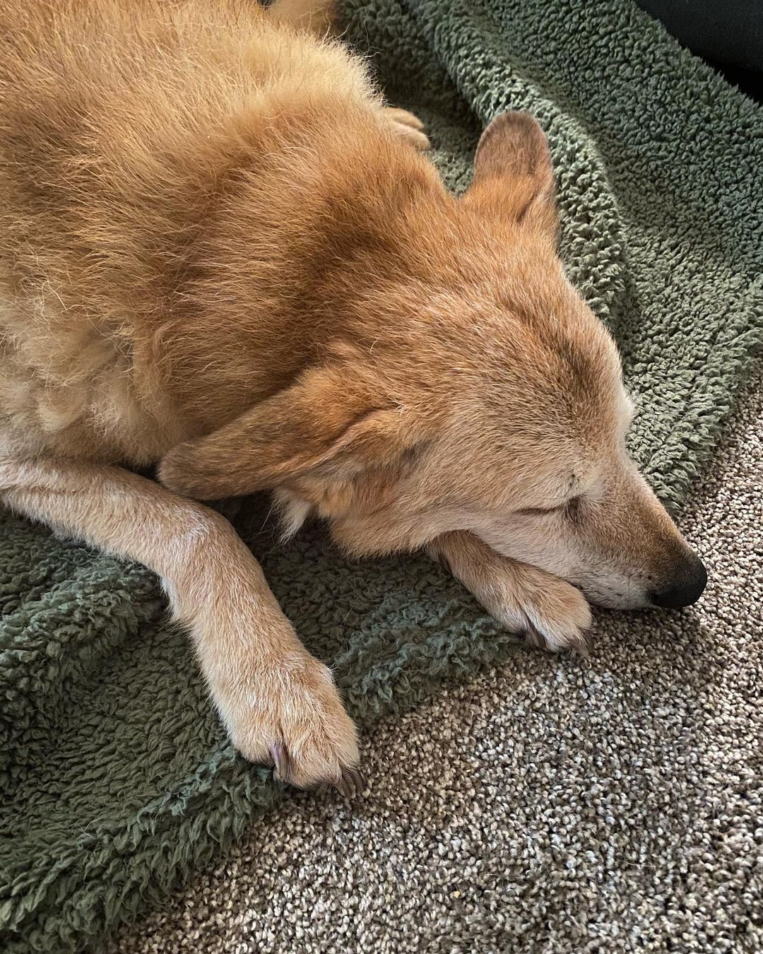 dog laying on a carpet