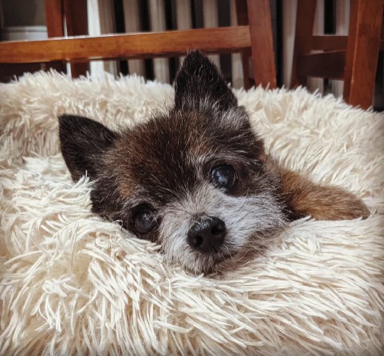 dog laying on a chair