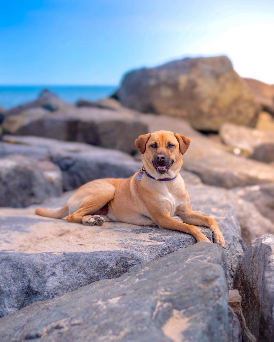 dog laying on a shore