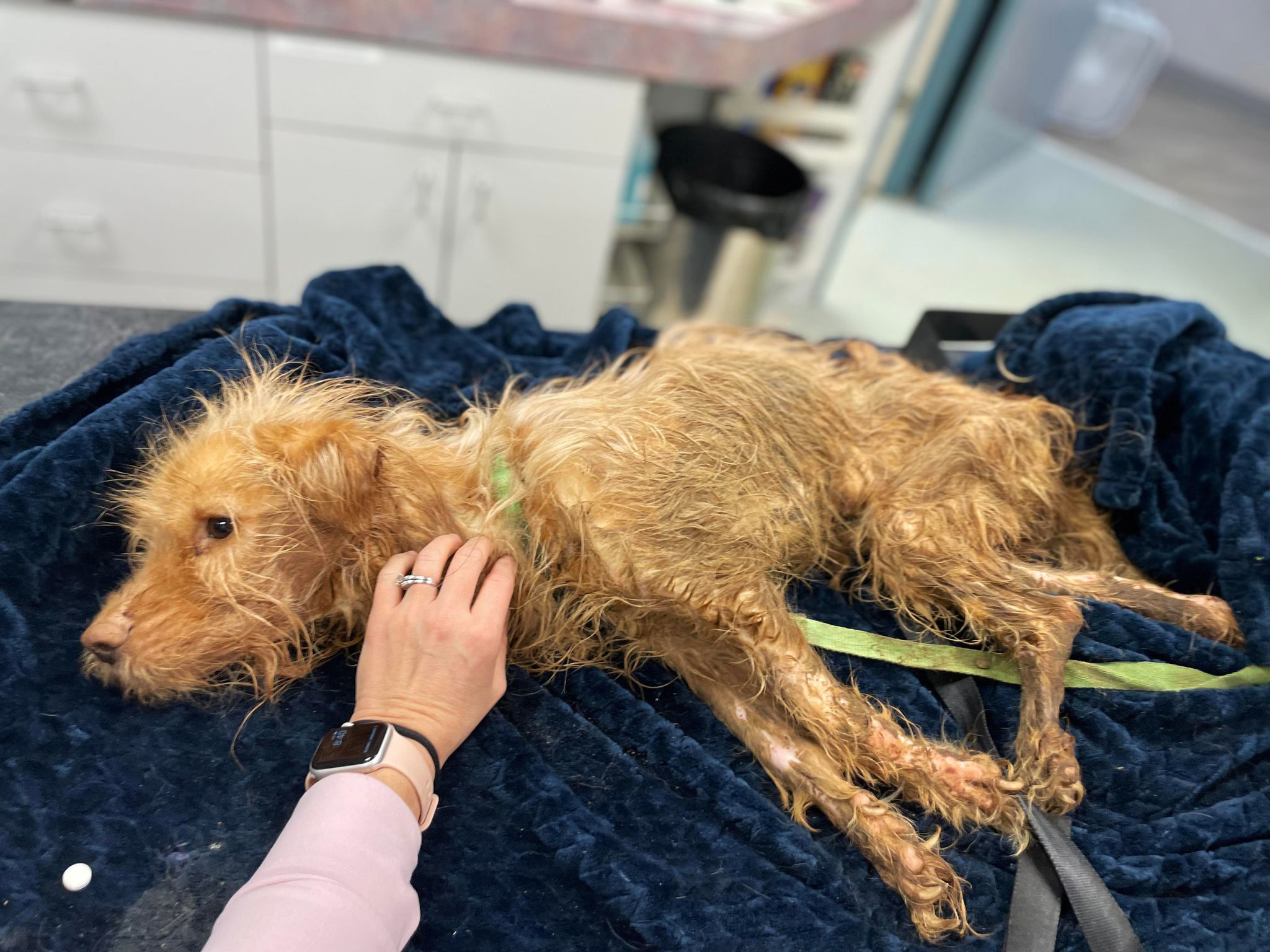 dog laying on a vets bed