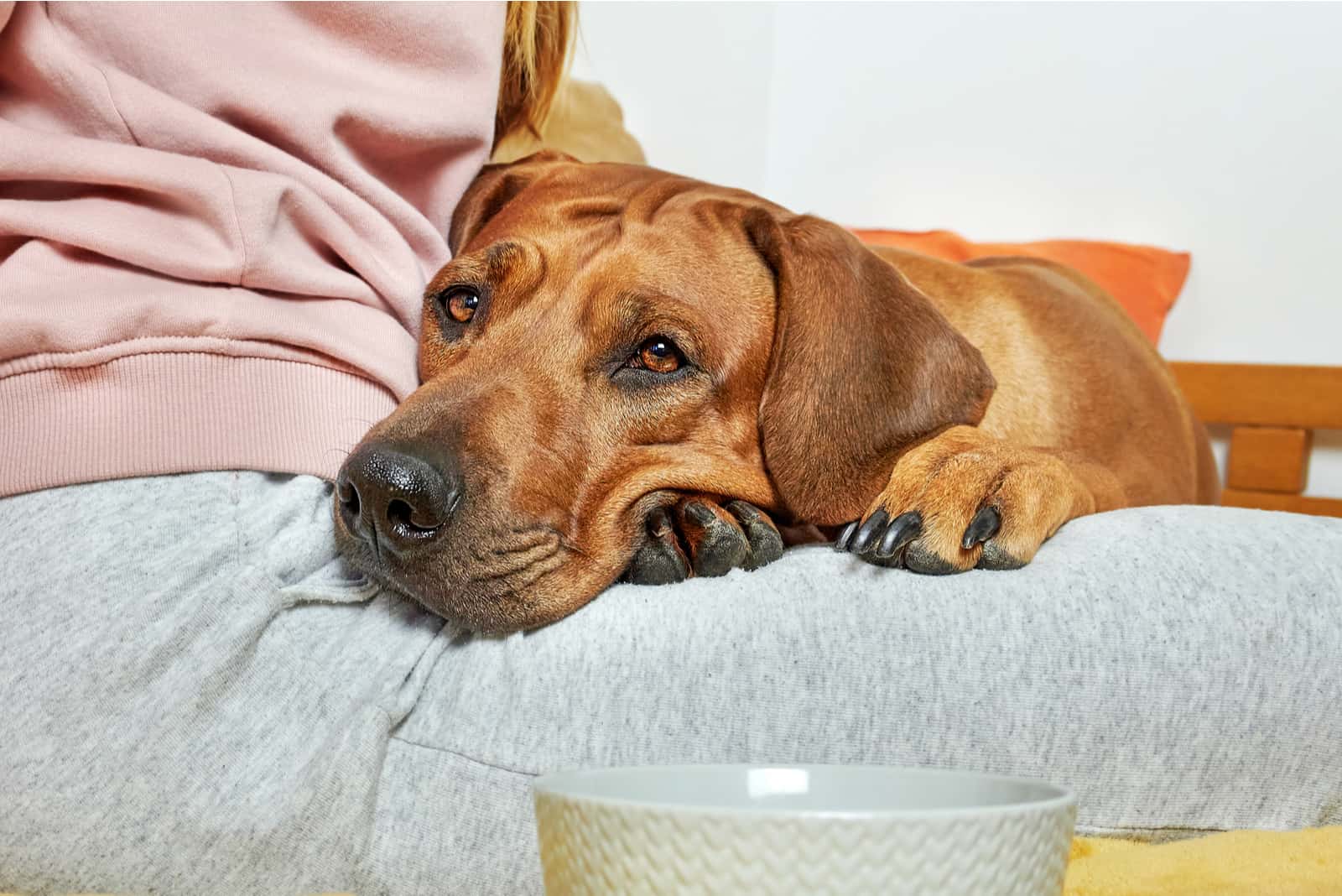 Dog laying on girl's knees