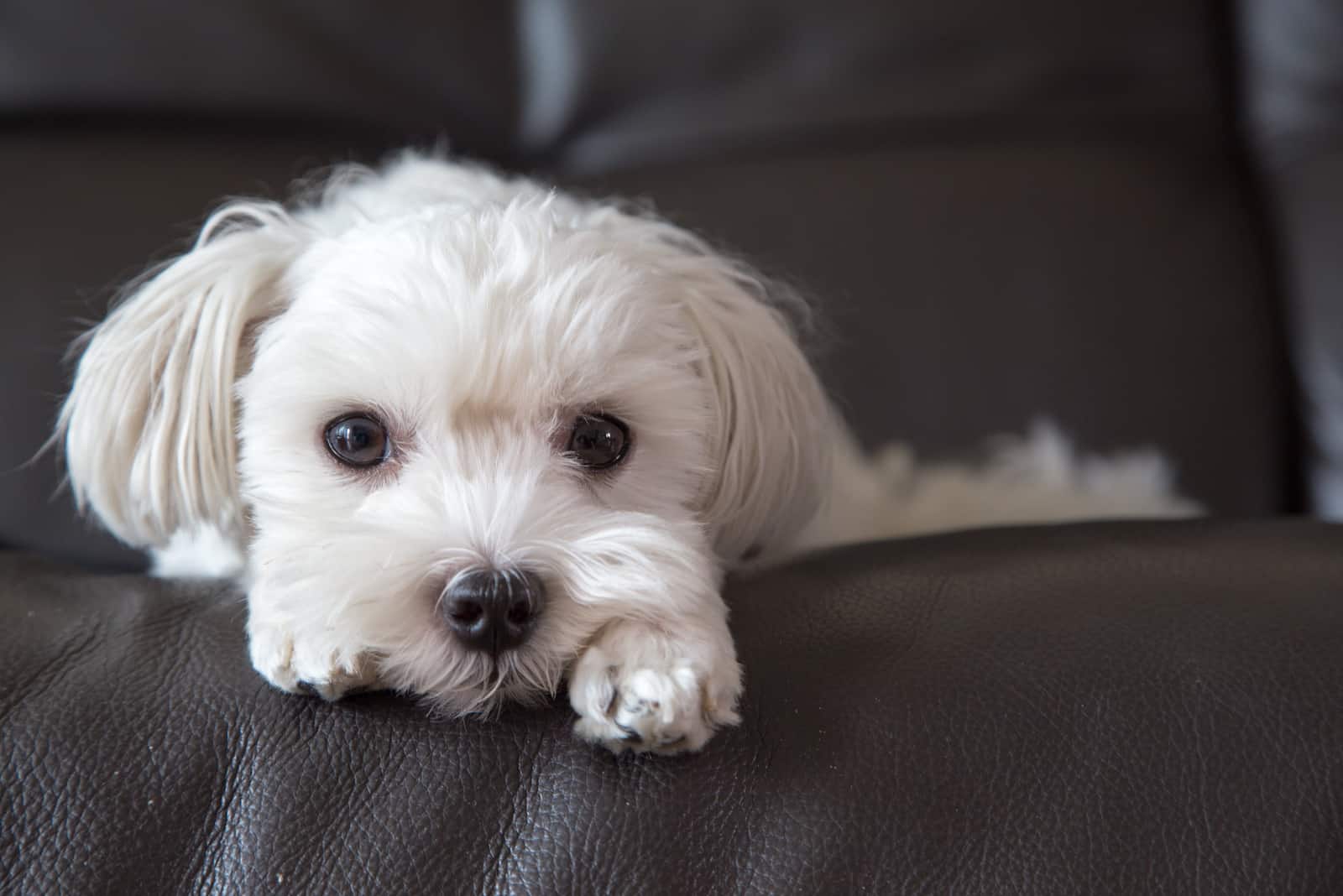 dog laying on leather sofa