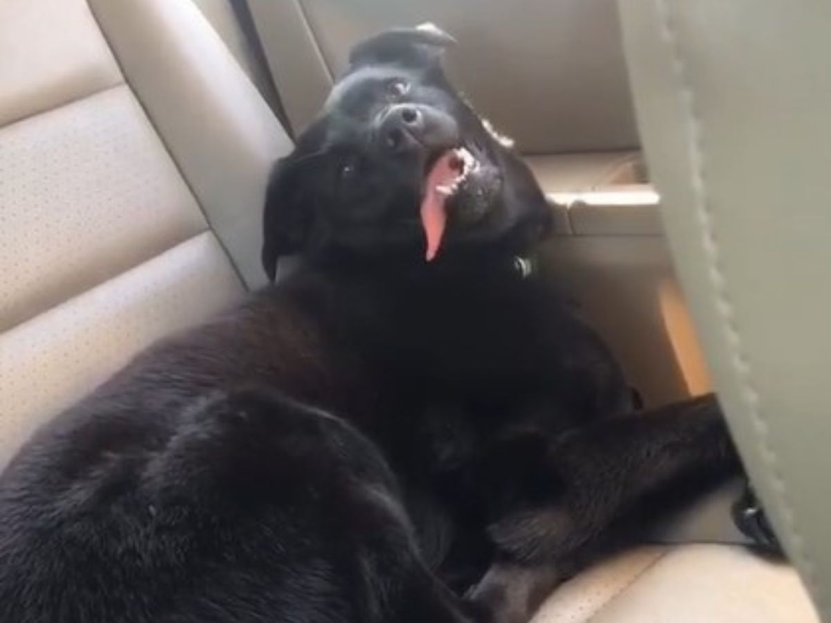 dog laying on the back seat
