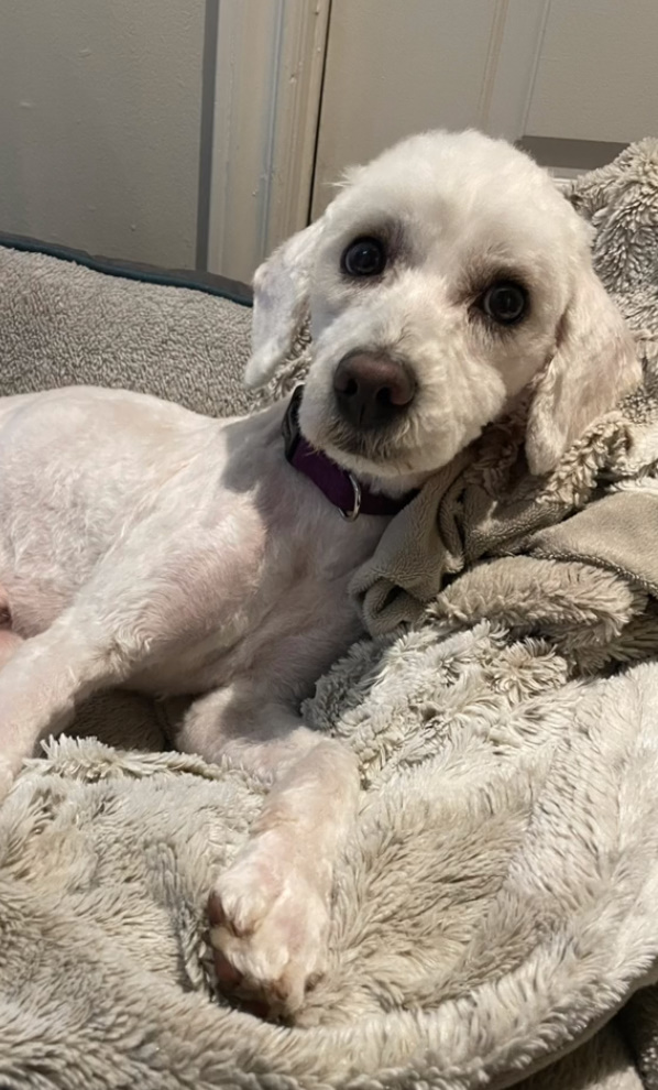 dog laying on the bed