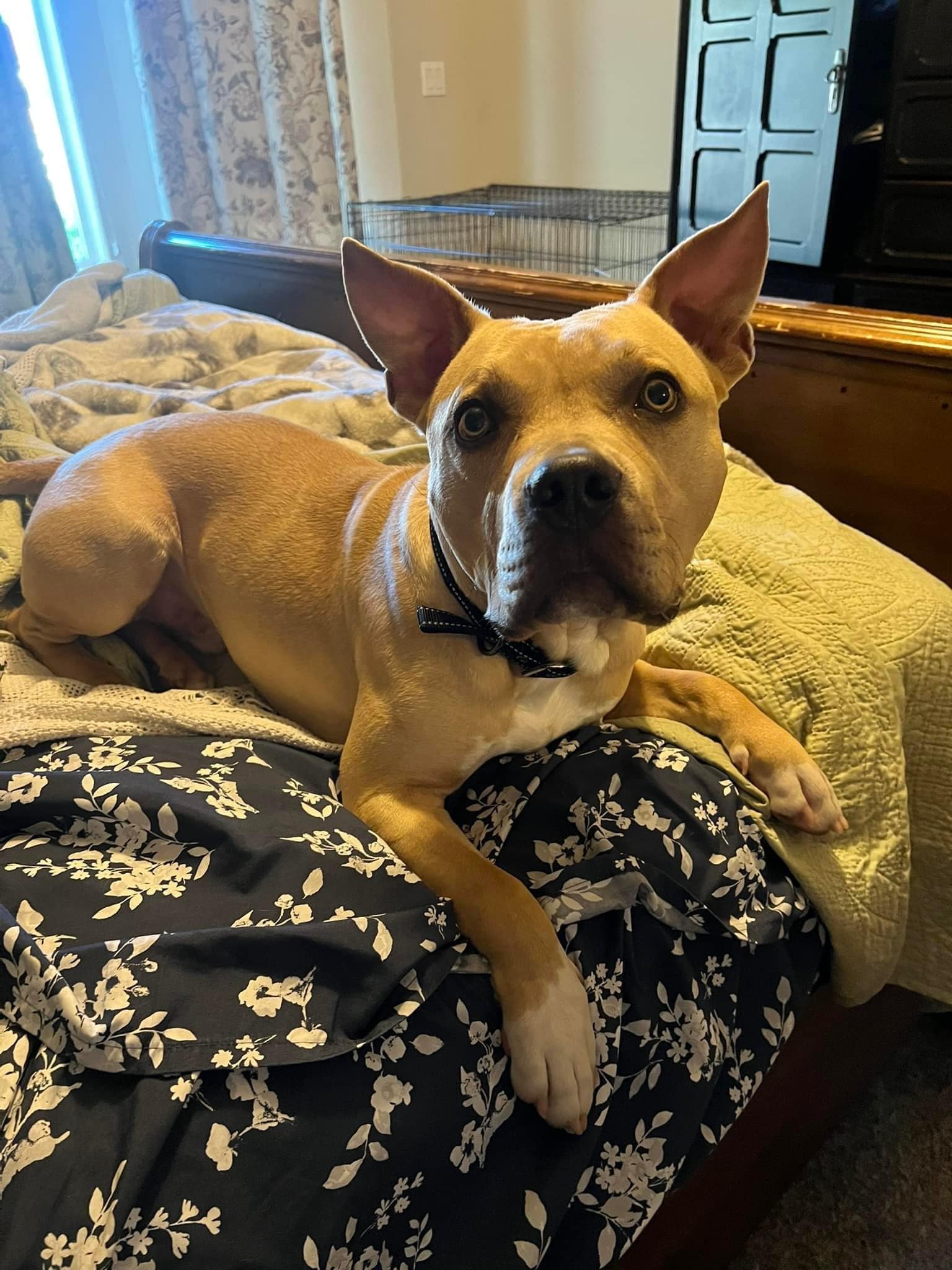 dog laying on the bed in house