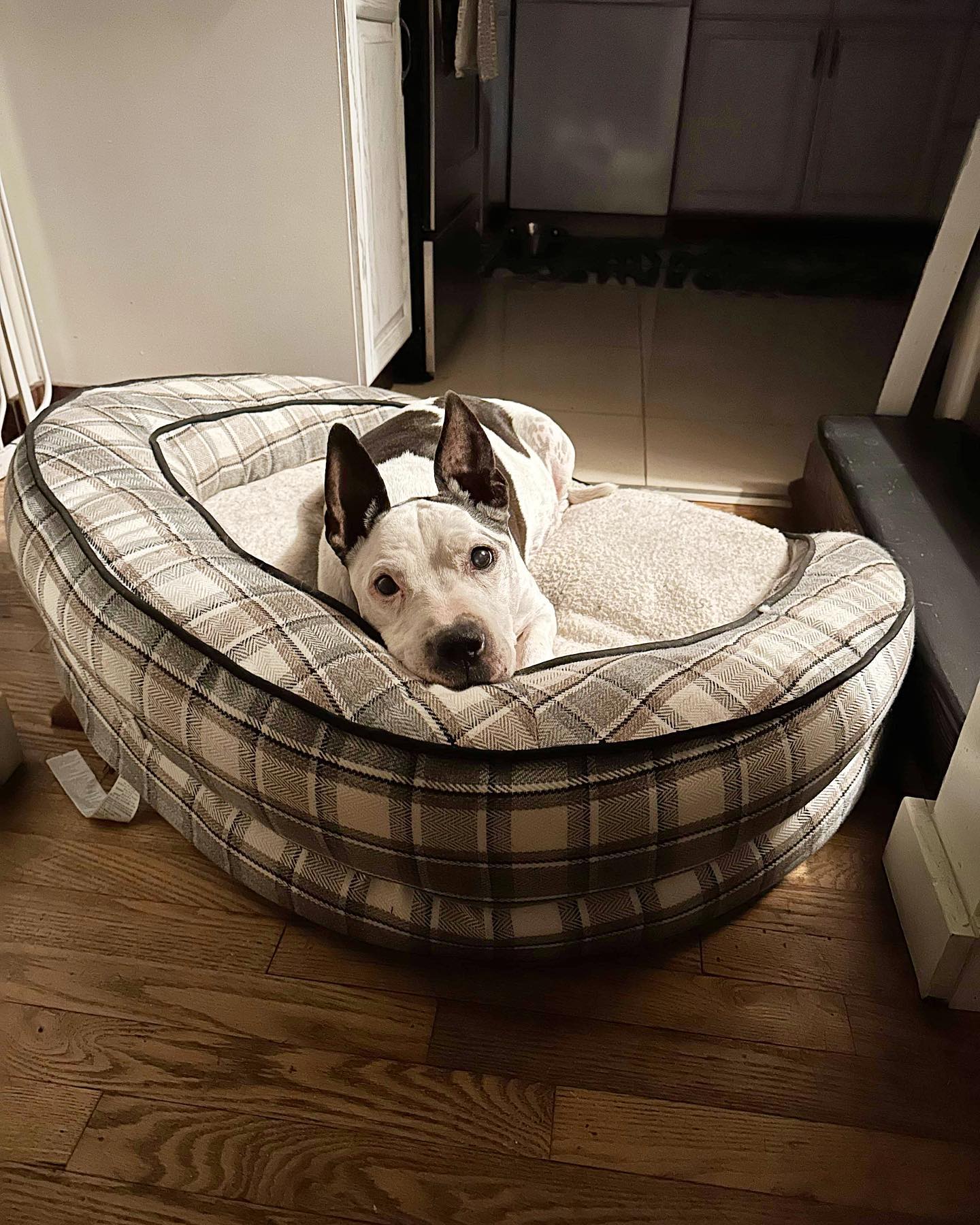 dog laying on the bed