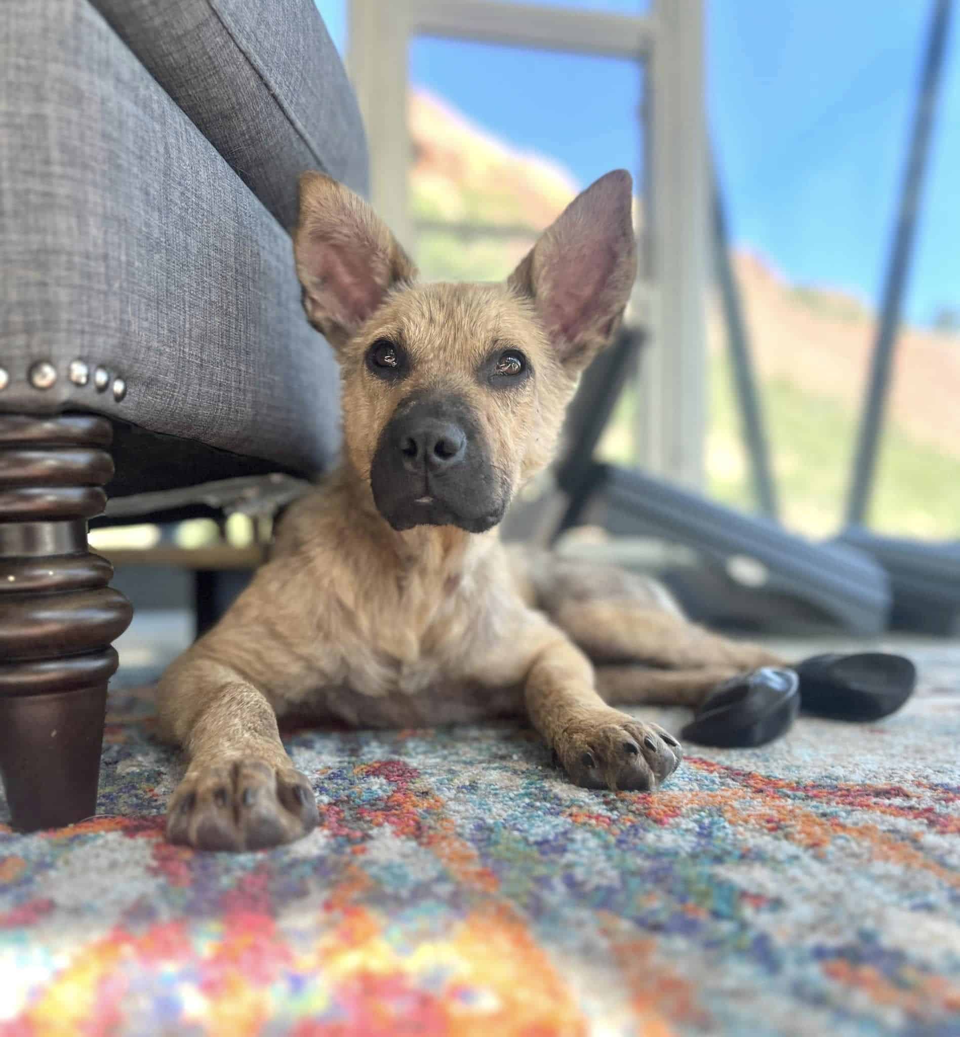 Dog laying on the carpet