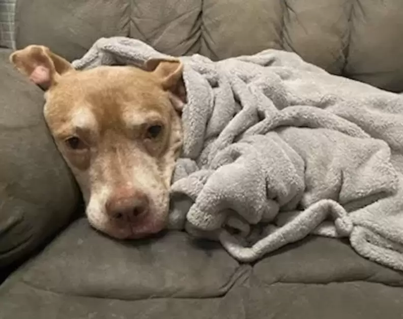 dog laying on the couch in the blanket