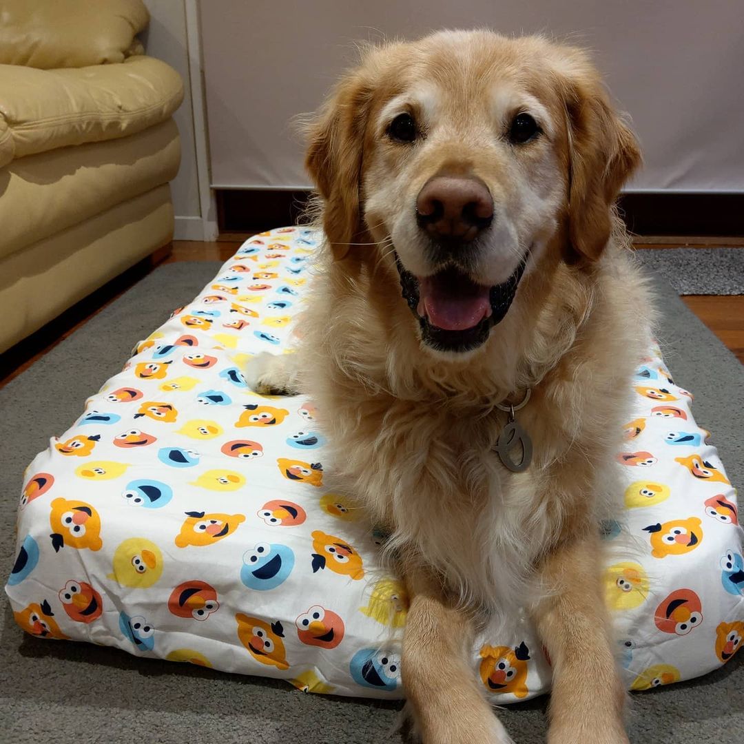 dog laying on the floor