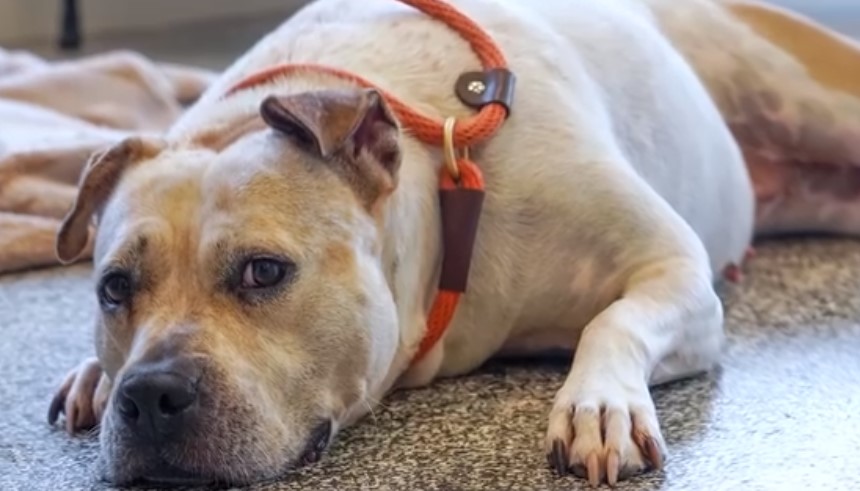 dog laying on the floor