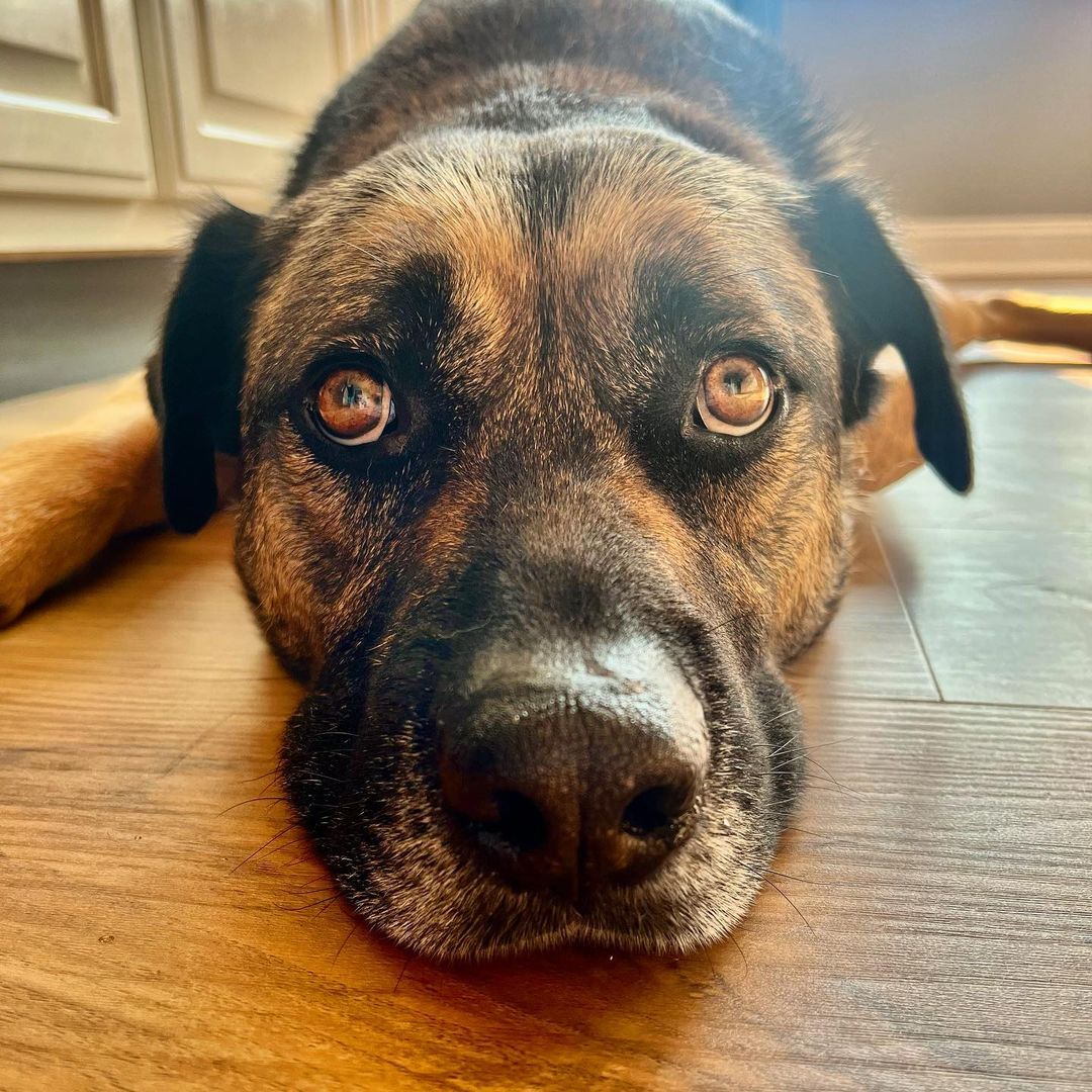 dog laying on the floor