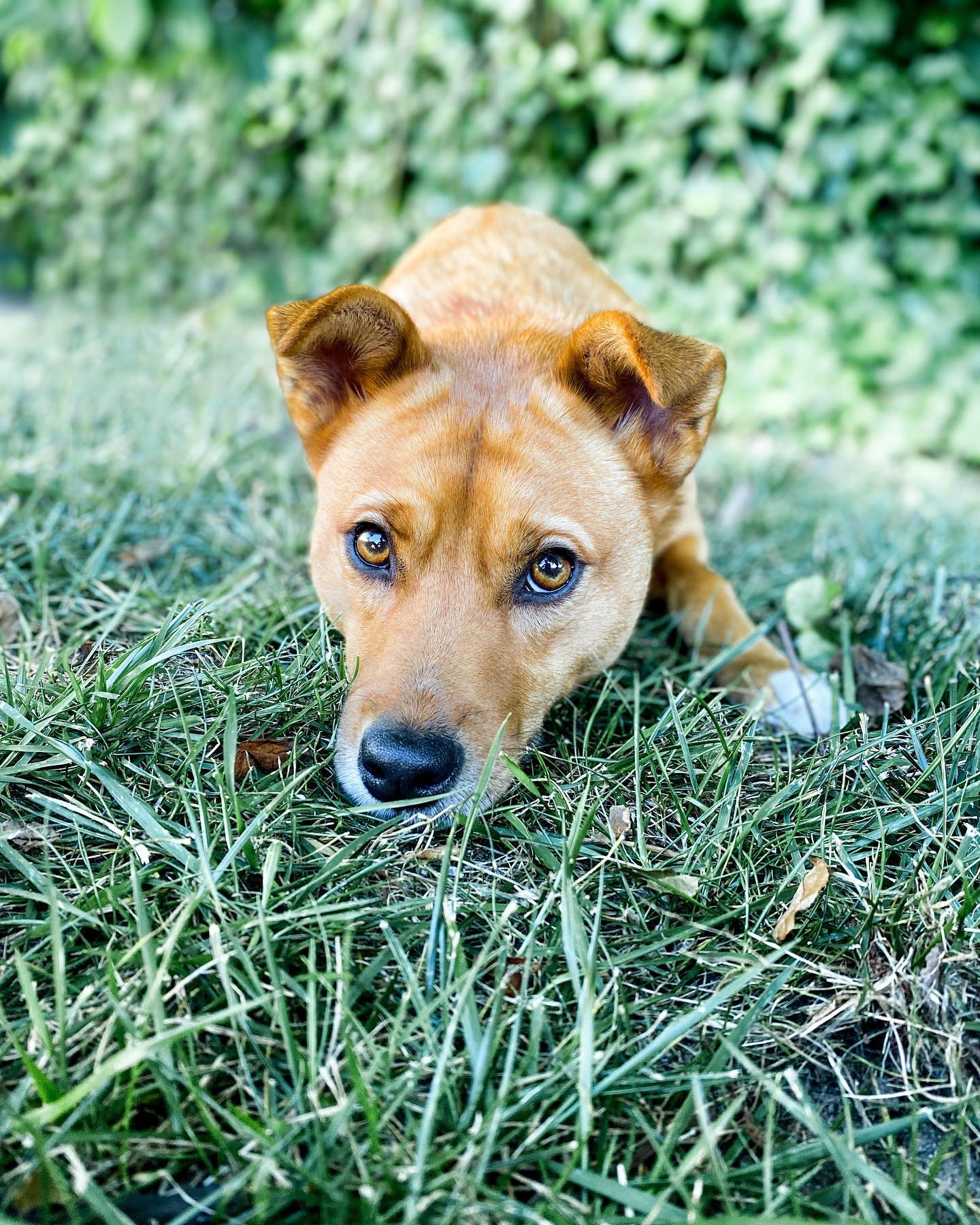 dog laying on the grass