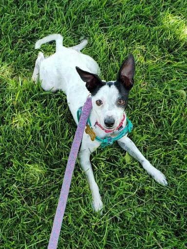 dog laying on the grass