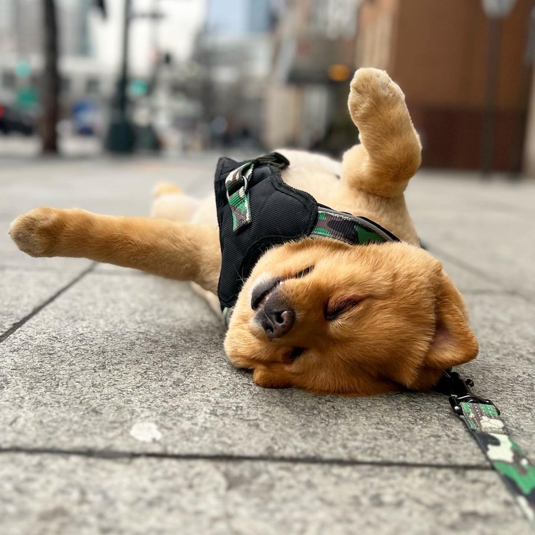 dog laying on the ground