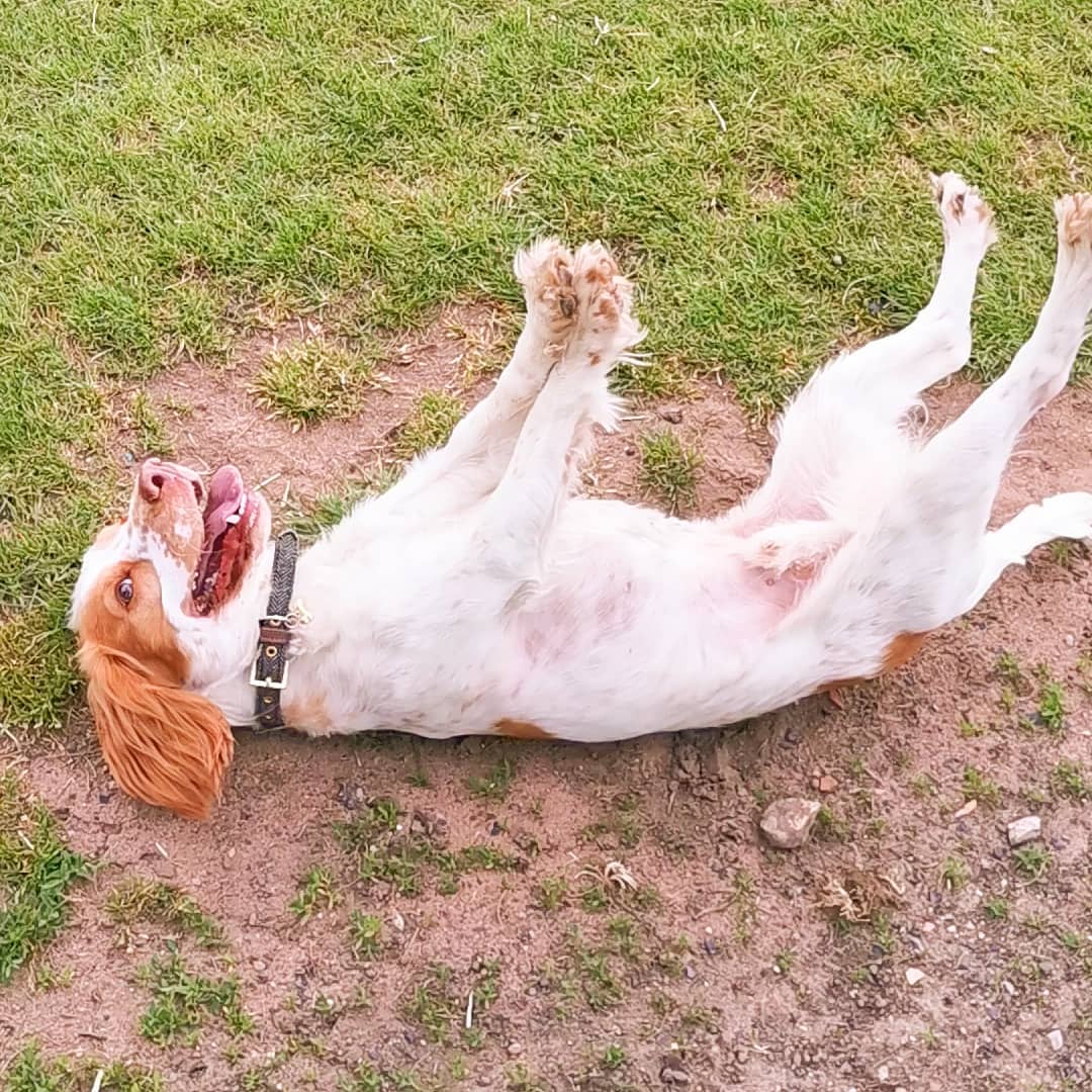 dog laying on the ground on the back