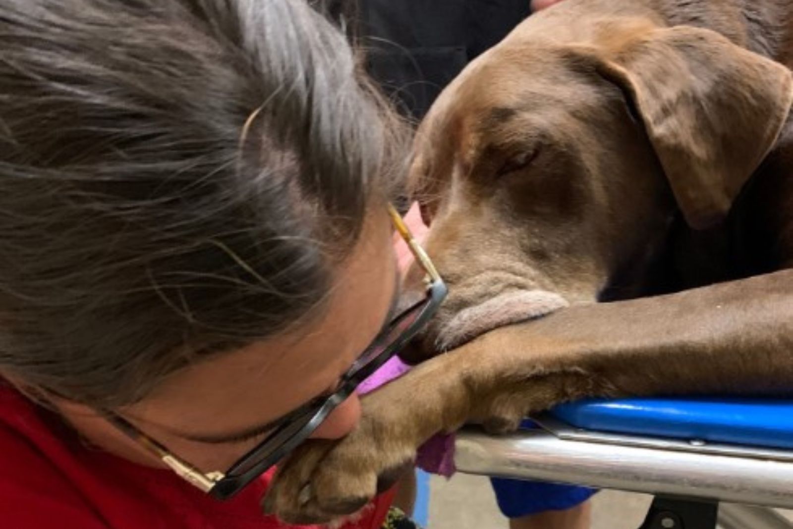 dog laying on the table with woman next to him