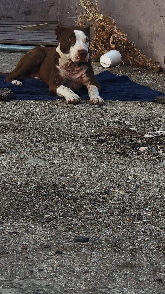 dog laying outside