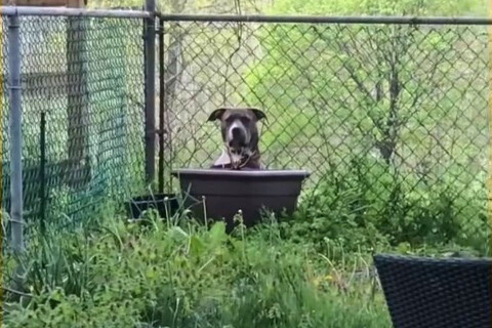 dog laying outside