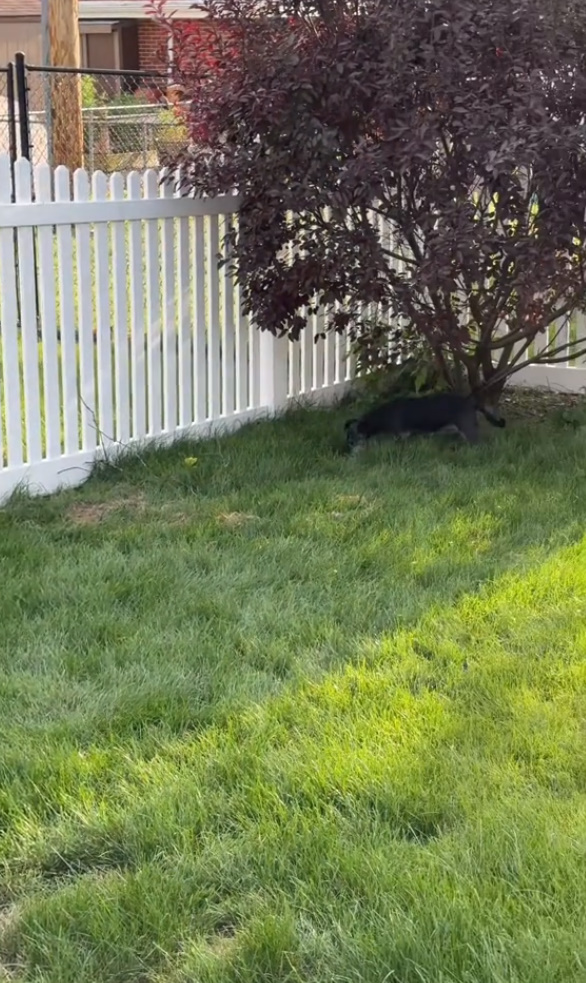 dog laying under the tree