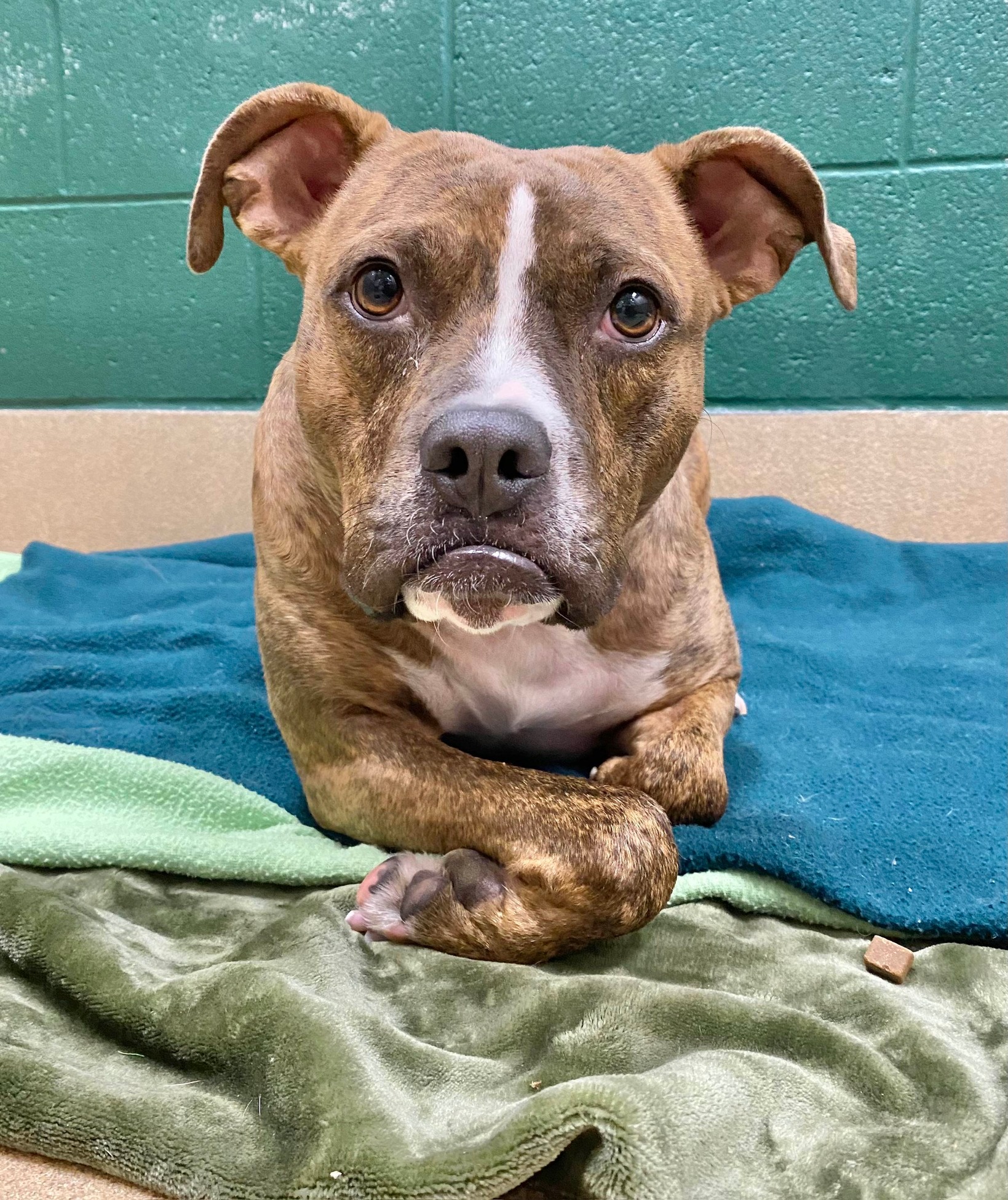 pouty dog laying on a blanket