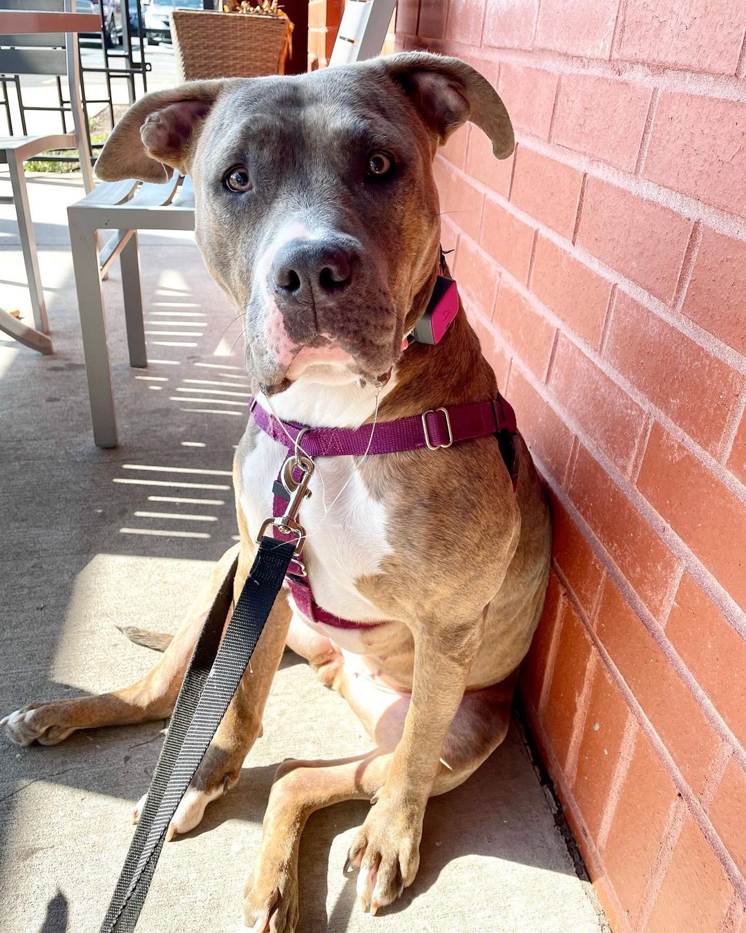 dog leaning against the wall