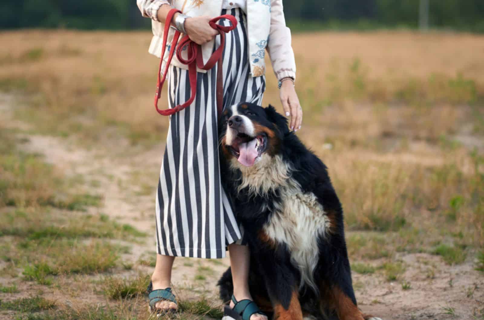 dog leaning head on his owner in nature