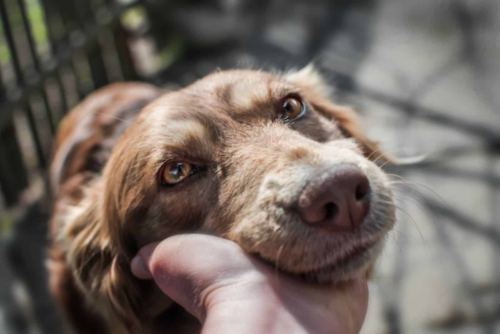 dog leaning his head on a human hand in the yard