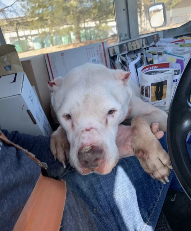 dog leaning on postman's knee