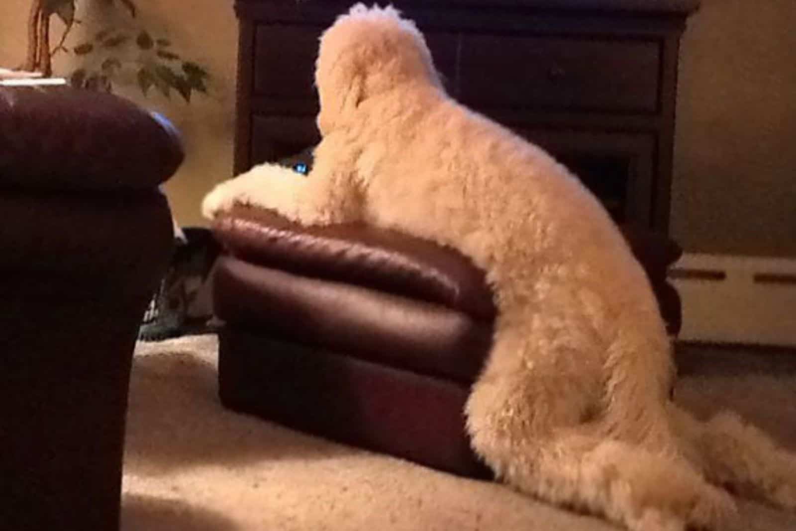 dog leaning on the footstool in the living room